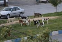 شهرداری یاسوج عاجز از ساماندهی سگ های ولگرد