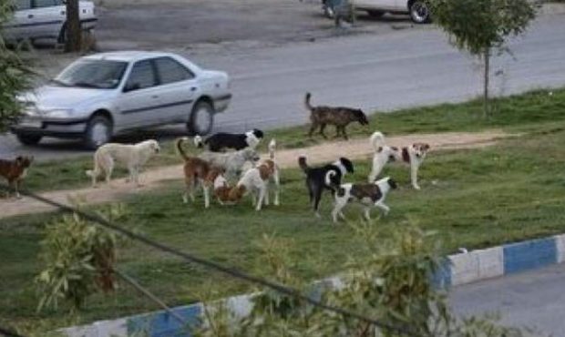 شهرداری یاسوج عاجز از ساماندهی سگ های ولگرد